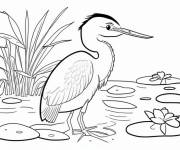 Coloriage Petit H&eacute;ron bleu pour petits