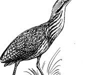 Coloriage Petit h&eacute;ron d'Am&eacute;rique