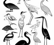 Coloriage Plusieurs esp&egrave;ces de h&eacute;rons