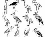 Coloriage Plusieurs h&eacute;rons