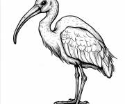 Coloriage Portrait d'Ibis blanc