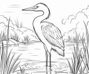 Coloriage Portrait d'un h&eacute;ron bleu dans le lac