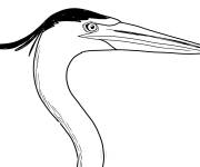 Coloriage T&ecirc;te de Heron