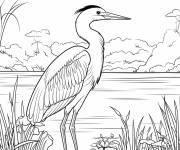 Coloriage Un grand h&eacute;ron dans le lac