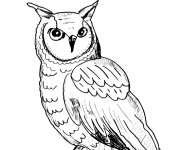 Coloriage et dessins gratuit Hibou au crayon à imprimer