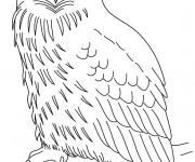 Coloriage Hibou avec le regard attentif