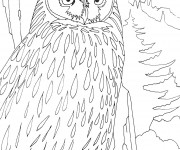 Coloriage Hibou dans la forêt