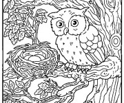 Coloriage Hibou et ses Oeufs