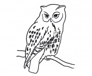 Coloriage Hibou isolé