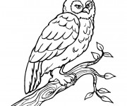 Coloriage Hibou sur les branches