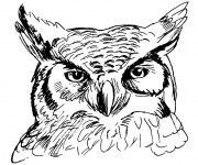 Coloriage Tête de Hibou