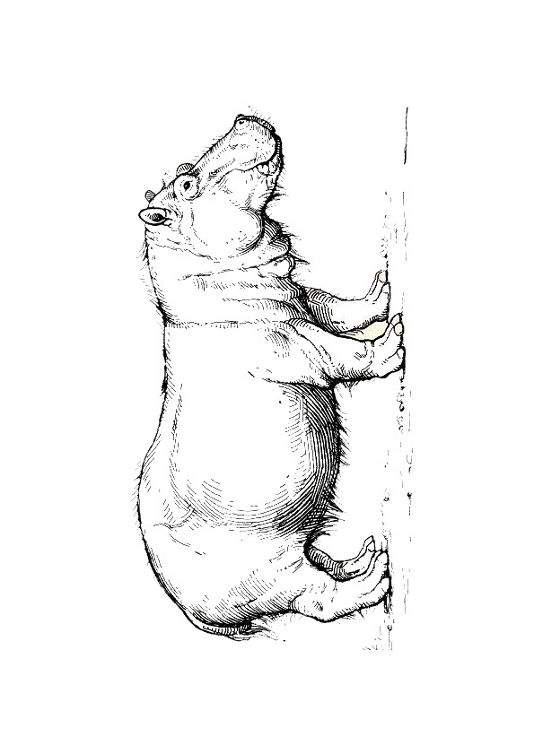 Coloriage et dessins gratuits Hippopotame noir et blanc à imprimer