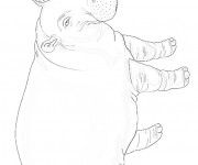 Coloriage Hippopotame réaliste