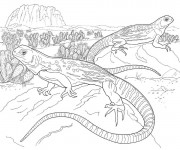 Coloriage Iguane de Mexique