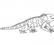 Coloriage Iguane dormant