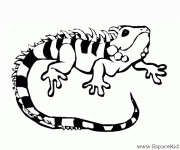 Coloriage et dessins gratuit Petit Iguane à imprimer