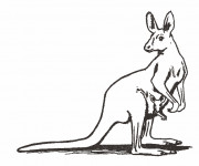Coloriage et dessins gratuit Kangourou au crayon à imprimer