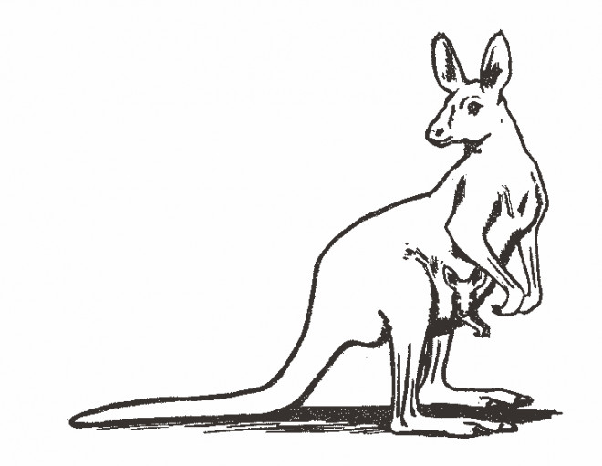 Coloriage et dessins gratuits Kangourou au crayon à imprimer