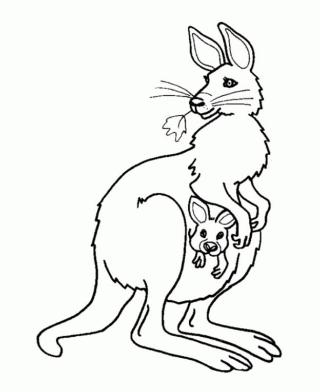 Coloriage Kangourou magnifique dessin gratuit à imprimer