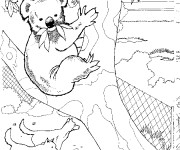 Coloriage et dessins gratuit Koala australie à imprimer