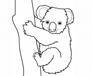 Coloriage Koala couleur