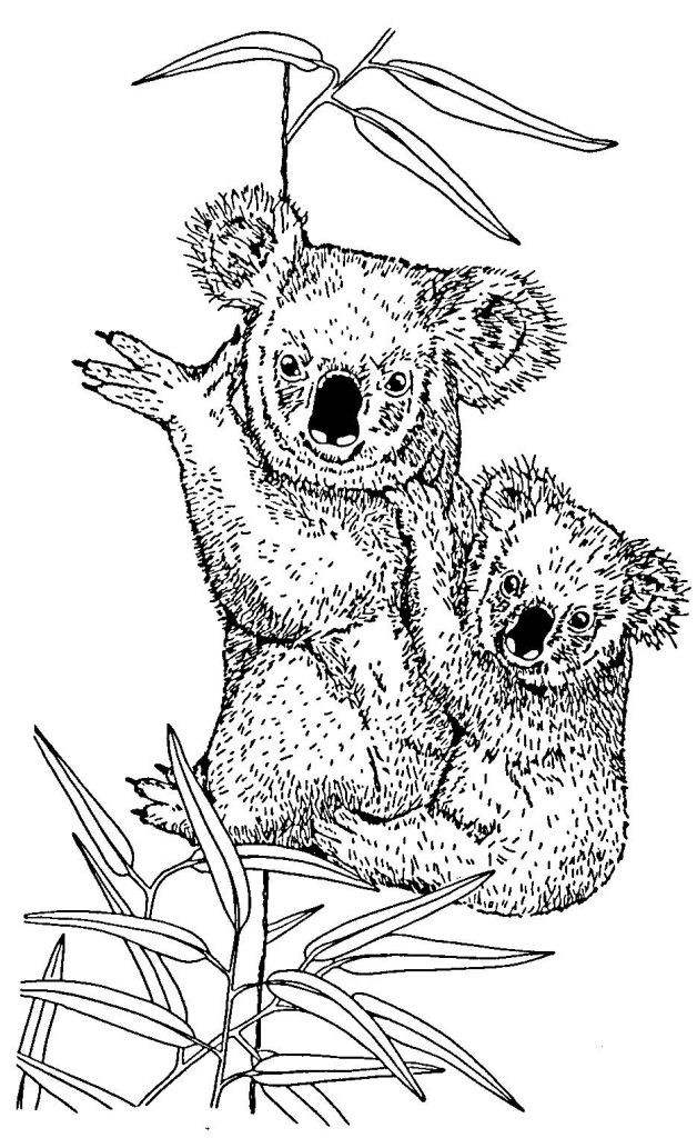 Coloriage Koala Et Son Petit Au Crayon Dessin Gratuit à Imprimer