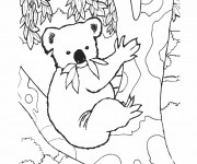 Coloriage Koala sur une arbre