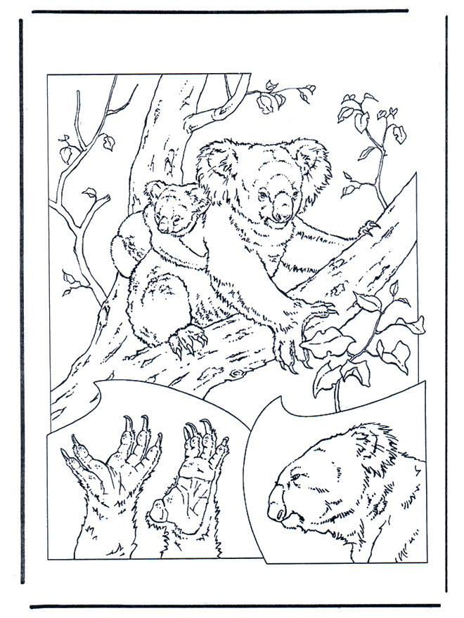 Coloriage Koala gratuit à imprimer liste 20 à 40