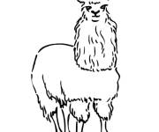 Coloriage Alpaga facile