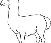 Coloriage Animal Lama cp