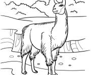 Coloriage Animal lama dans le pr&eacute;