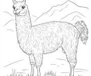 Coloriage Beau Lama de montagne
