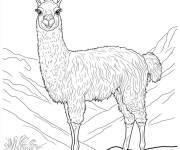Coloriage Belle femelle de Lama