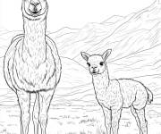 Coloriage Deux lamas dans la nature