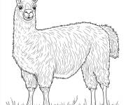 Coloriage Enorme Lama
