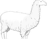 Coloriage Femelle lama CP