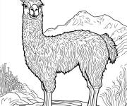 Coloriage Illustration de Lama dans la nature