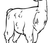 Coloriage Illustration Lama
