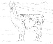 Coloriage Image Lama r&eacute;aliste en noir et blanc