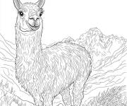 Coloriage Jeune Lama