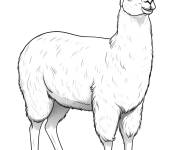 Coloriage Lama &agrave; colori