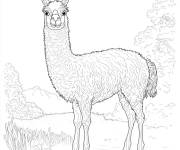 Coloriage Lama attentif