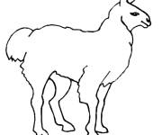 Coloriage Lama au crayon