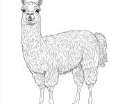 Coloriage Lama avec un plan arri&egrave;re blanc