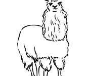 Coloriage Lama d'Am&eacute;rique du Sud en noir et blanc