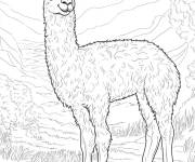 Coloriage Lama dans la nature