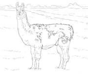 Coloriage Lama dans le champ