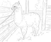 Coloriage Lama de ferme