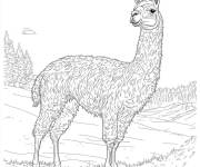 Coloriage Lama de grosse taille