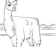 Coloriage Lama de l'Am&eacute;rique latin
